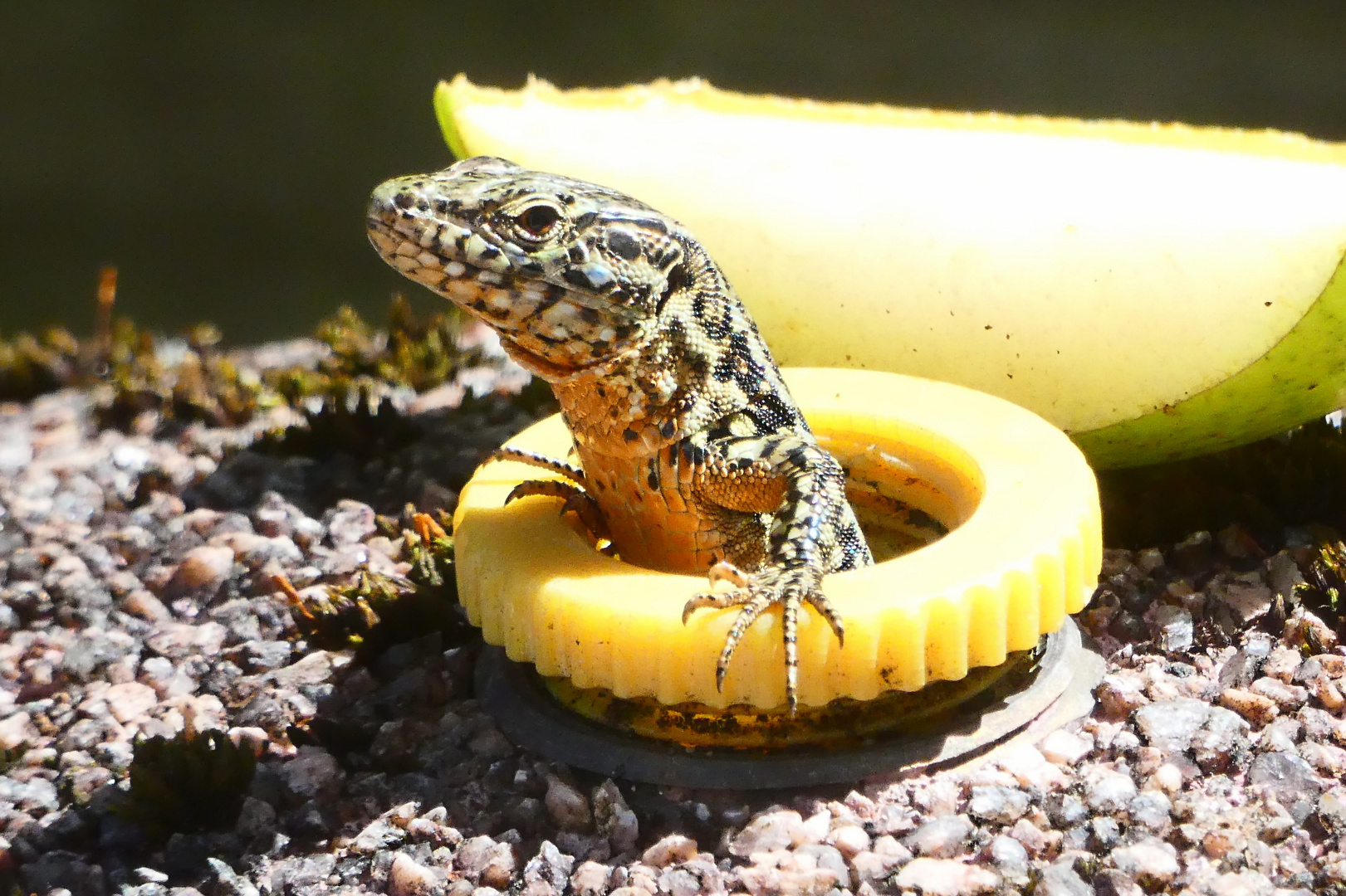 Die Echse aus dem Wasserschlauch 