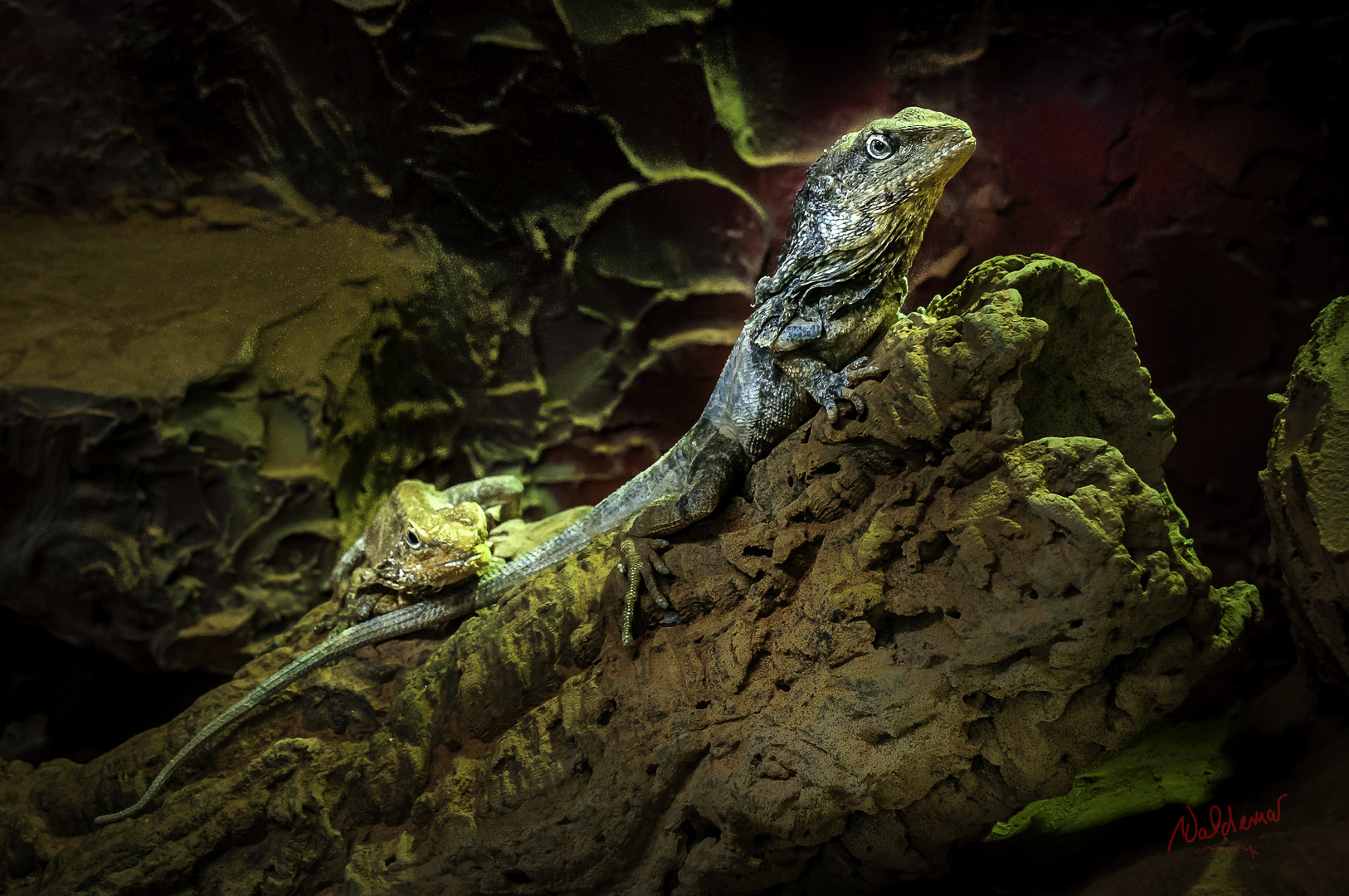 Die Echsen Foto & Bild natur, zoo, tiere Bilder auf