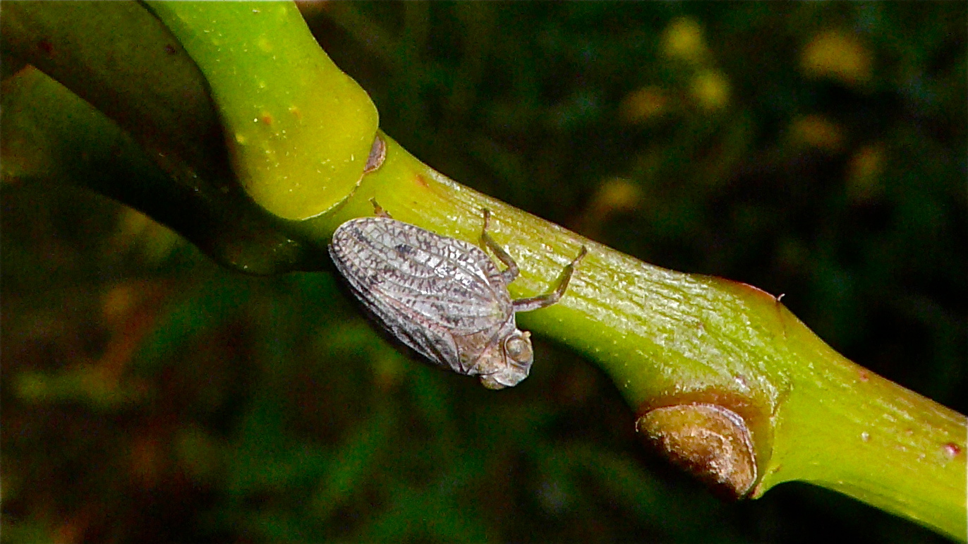 Die Echte Käferzikade (Issus coleoptratus)
