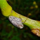 Die Echte Käferzikade (Issus coleoptratus)