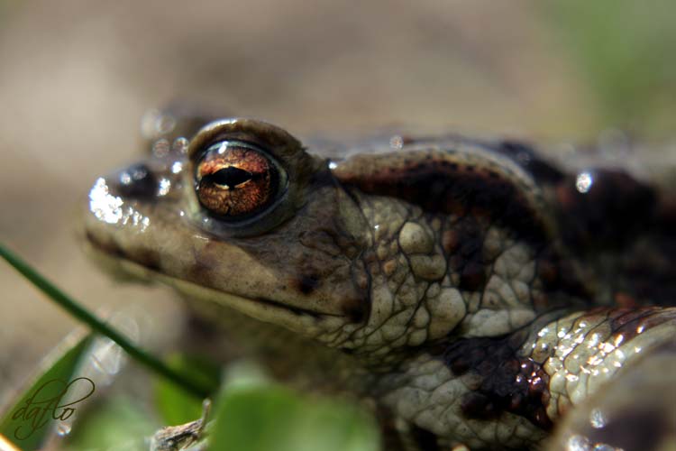 Die Echte Kröte (Bufo)