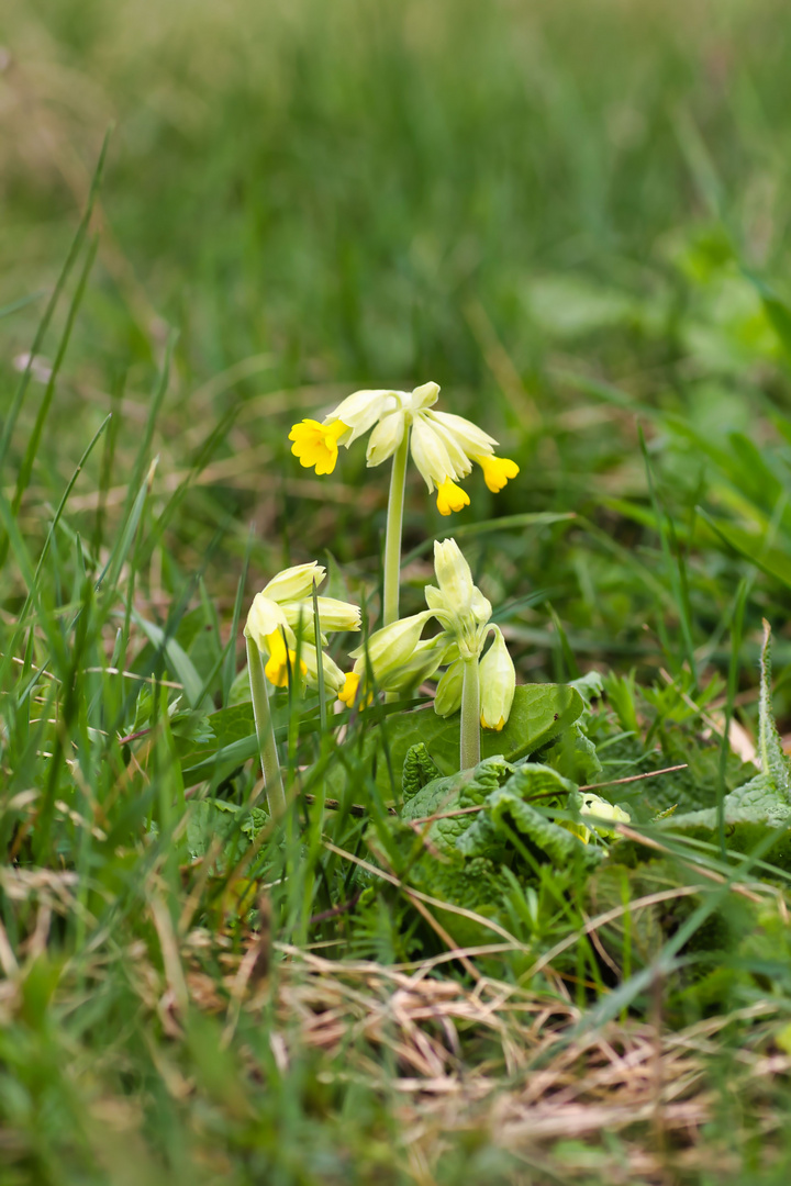 Die echte Schlüsselblume