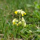 Die echte Schlüsselblume