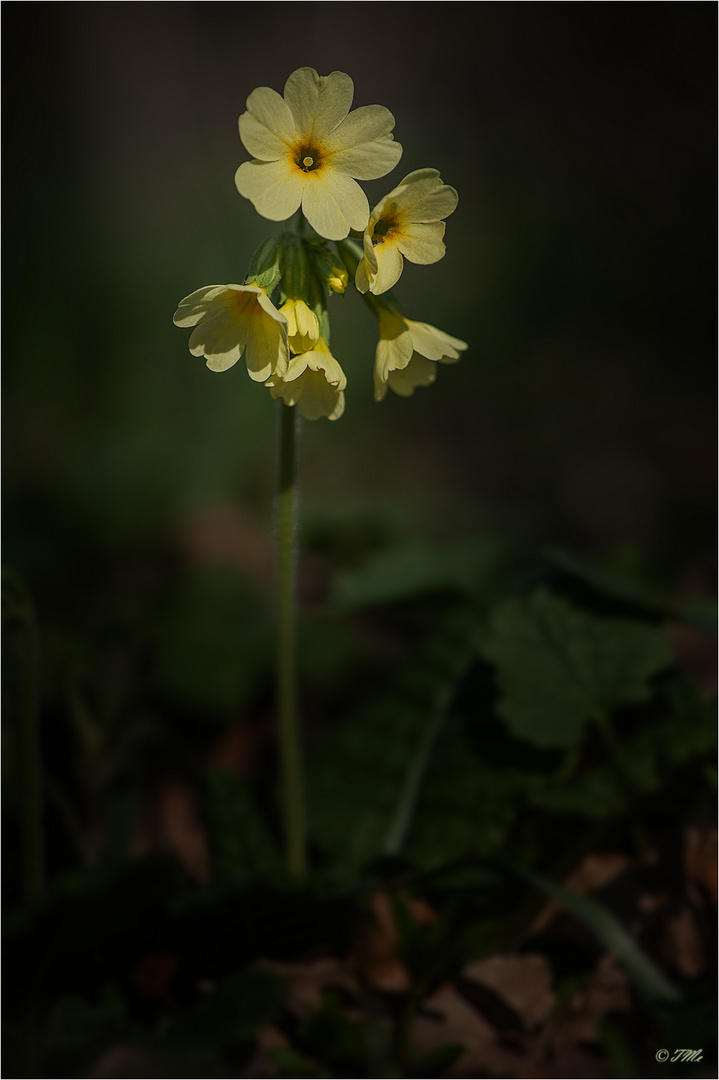 Die echte Schlüsselblume...