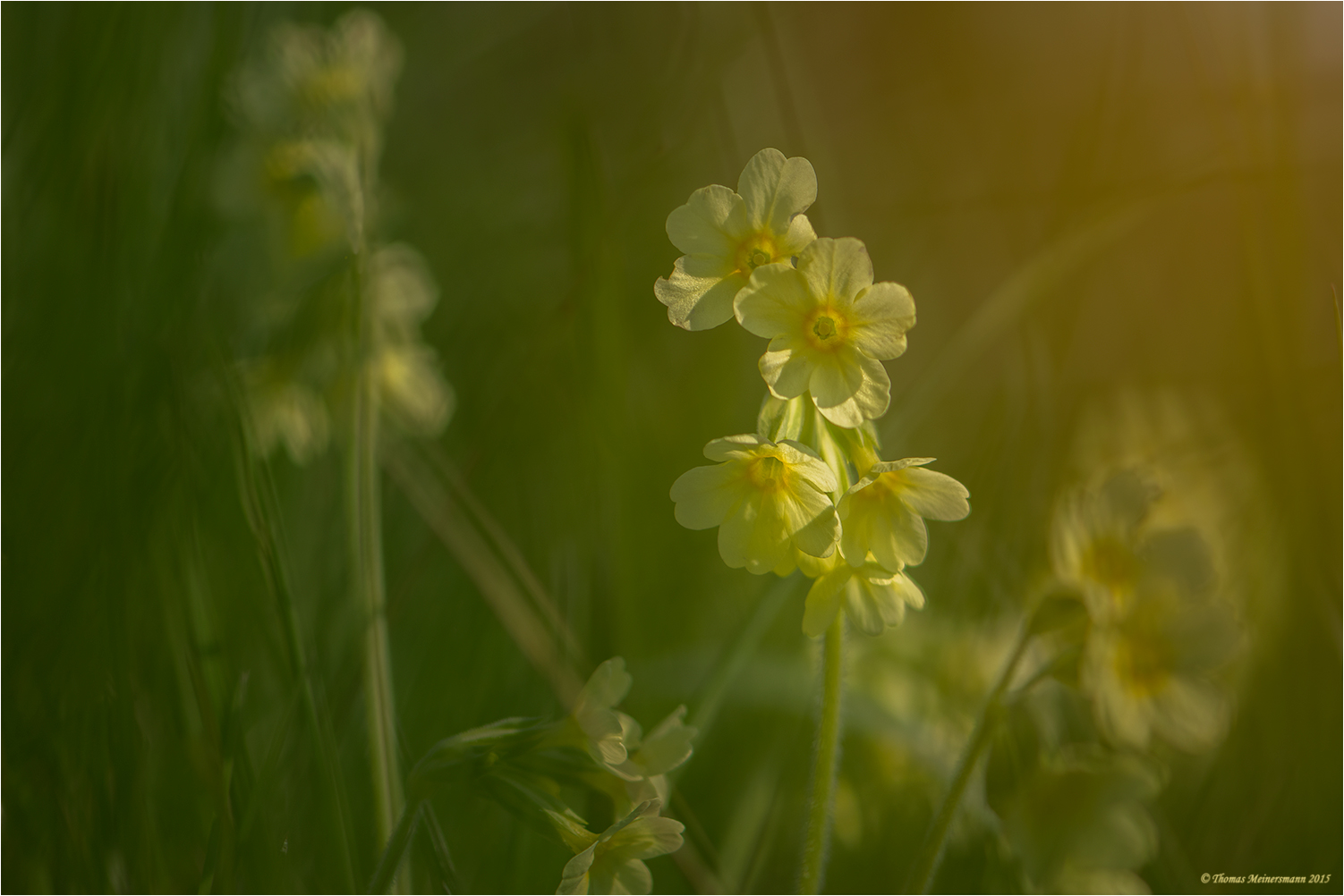 Die Echte Schlüsselblume...