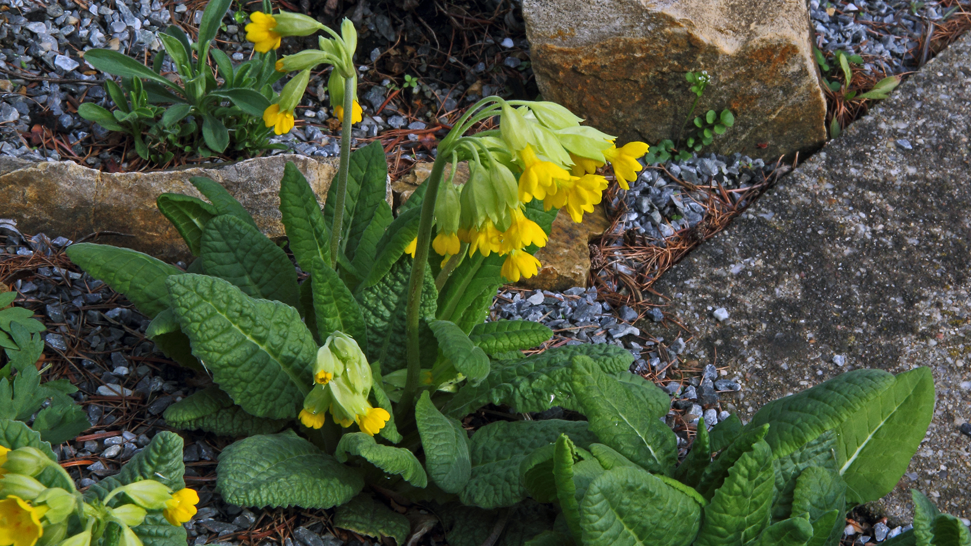Die Echte SchlüsselblumePrimula veris hat im Frühjar immer zahlreich