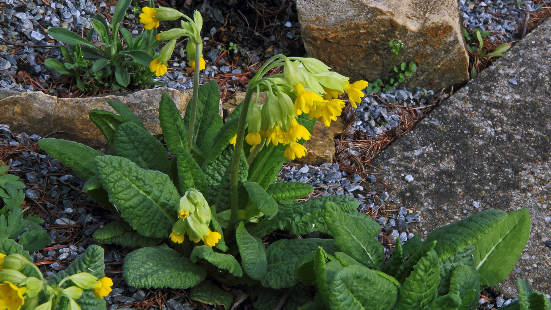 Die Echte Schlüsselblume-Primula veris hat im Frühjar  immer zahlreich den Garten erobert...