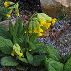 Die Echte Schlüsselblume-Primula veris hat im Frühjar  immer zahlreich den Garten erobert...