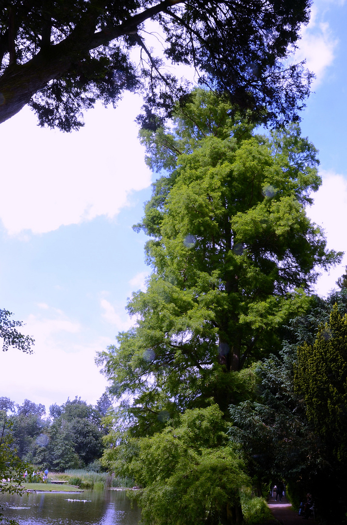 Die echte Sumpfzypresse (Taxodium distichum)