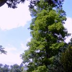 Die echte Sumpfzypresse (Taxodium distichum)