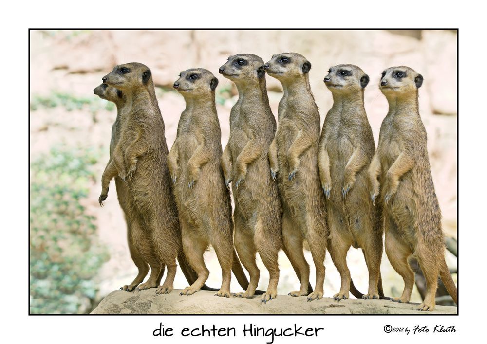 die echten Hingucker