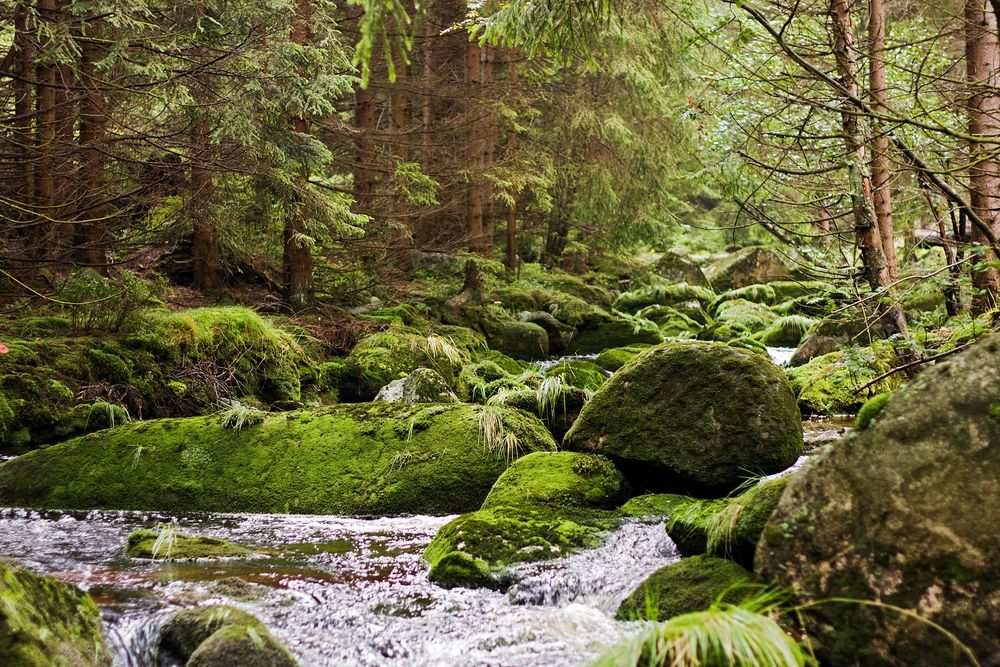 Die Ecker im Harz