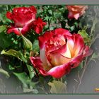 Die Edelrose -Douple Delight-