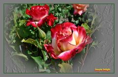 Die Edelrose -Douple Delight-