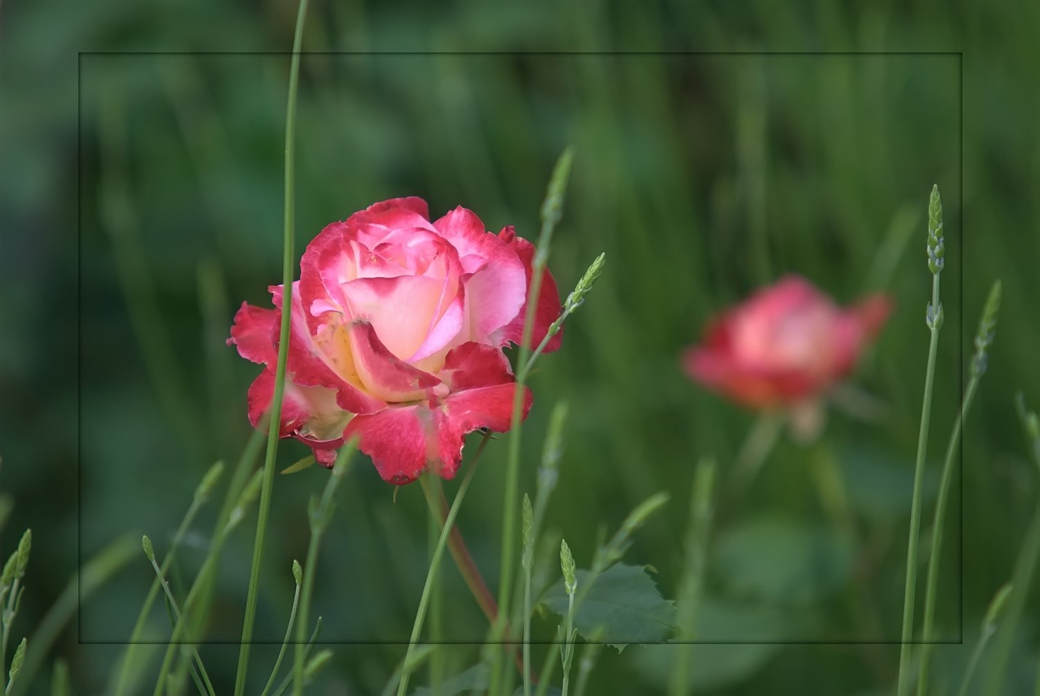 Die Edelrose Douple Delight