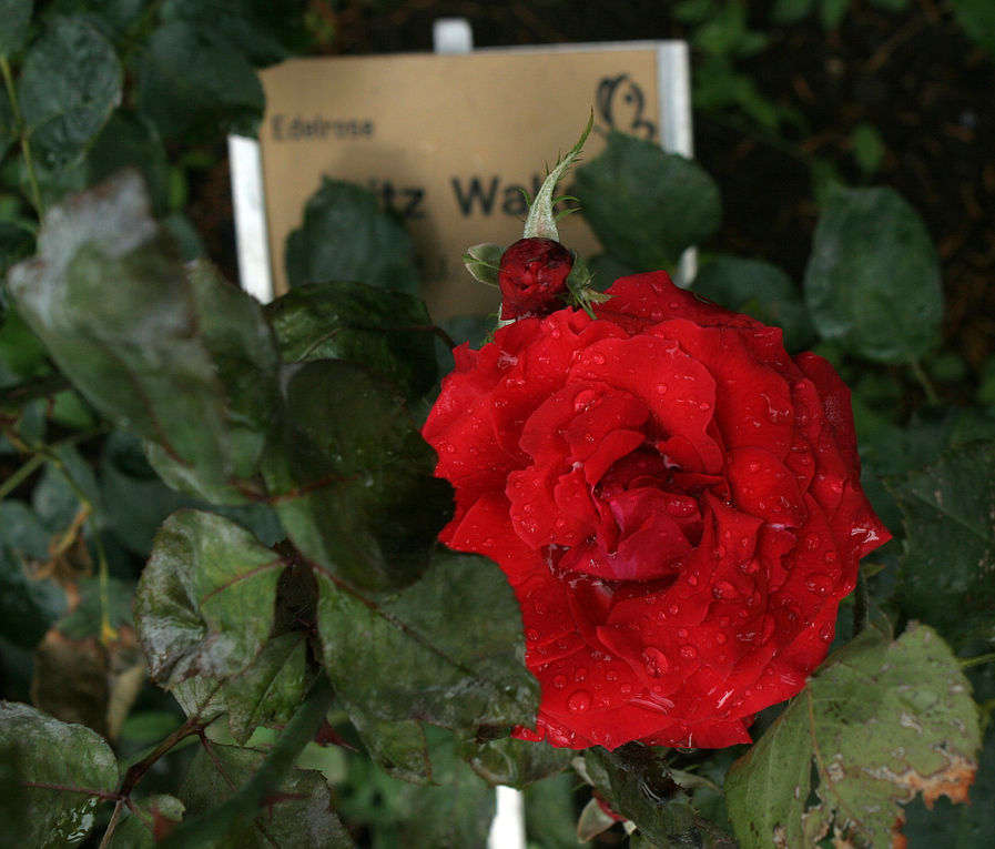 Die Edelrose Fritz Walter gestern bei Fritz-Walter-Wetter