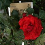 Die Edelrose Fritz Walter gestern bei Fritz-Walter-Wetter