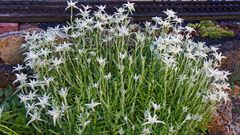 Die Edelweißzeit im Garten läuft inzwischen auf Hochtouren...