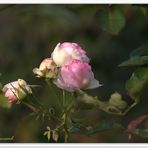 Die Edenrose im September