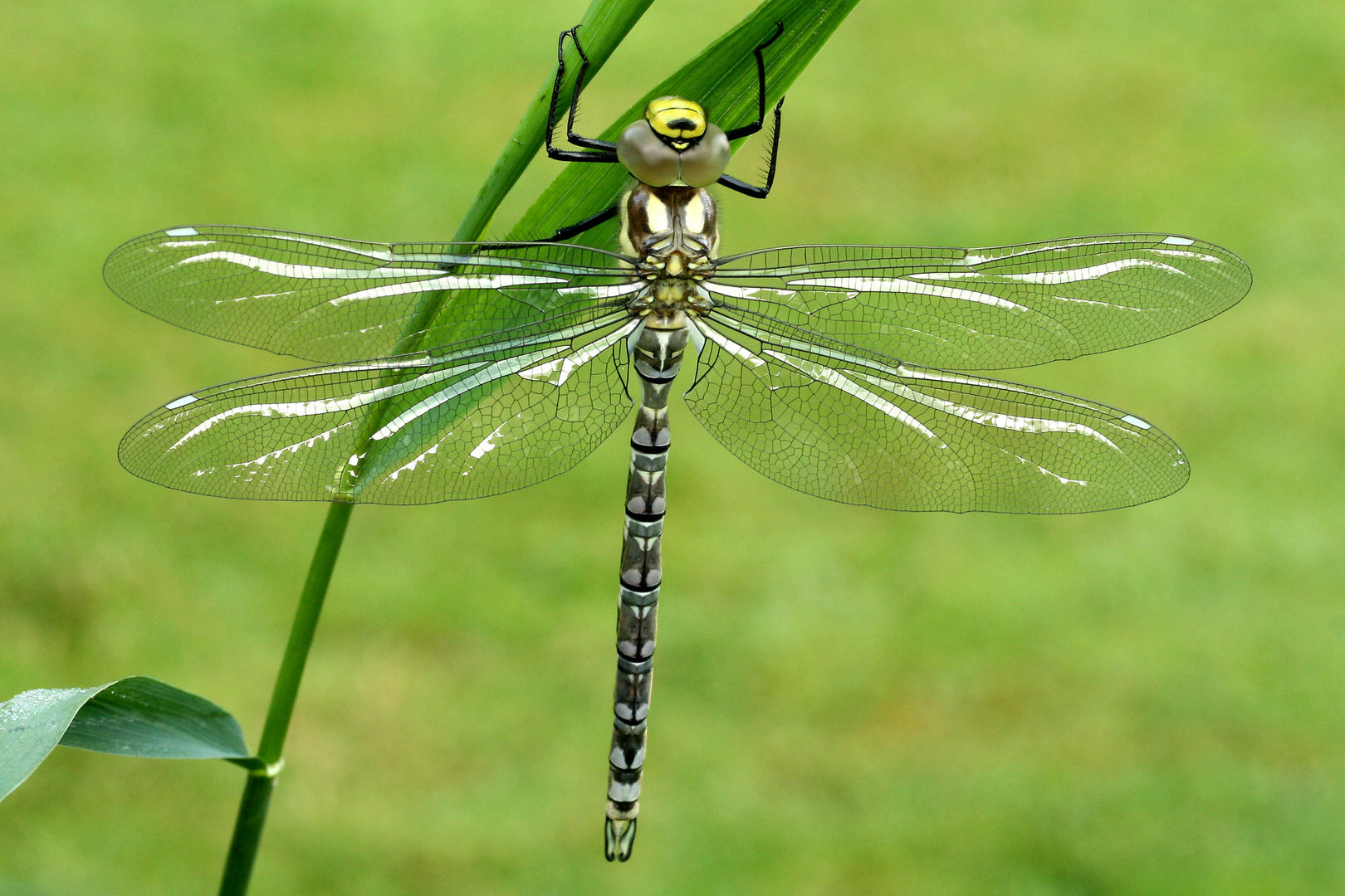 Die Edle aus dem Gartenteich