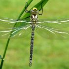 Die Edle aus dem Gartenteich