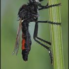 Die Edle - Große Wolfsfliege (Dasypogon diadema)