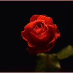 Die edle Rose
