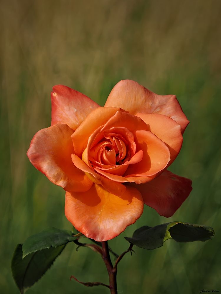 Die edle Rose zum Mittwoch