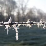 Die Ehe in Aurich / Ostfriesland - Stacheldraht..