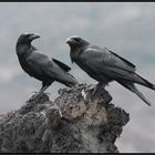 Die Ehernen - Kolkraben-Paar, El Hierro