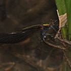 Die Eiablage der Blauflügligen Prachtlibelle (Calopteryx virgo)