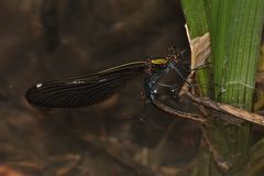 Die Eiablage der Blauflügligen Prachtlibelle (Calopteryx virgo)