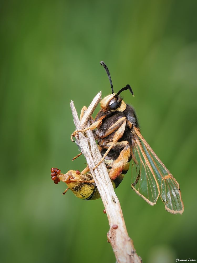 Die Eiablage hat begonnen