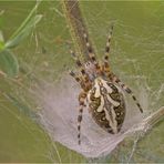 Die Eichblatt-Radspinne ..