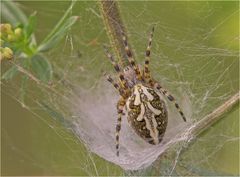 Die Eichblatt-Radspinne ..