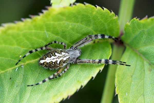 Die Eichblattradspinne, bevor sie sich in ihr Nest begibt ...