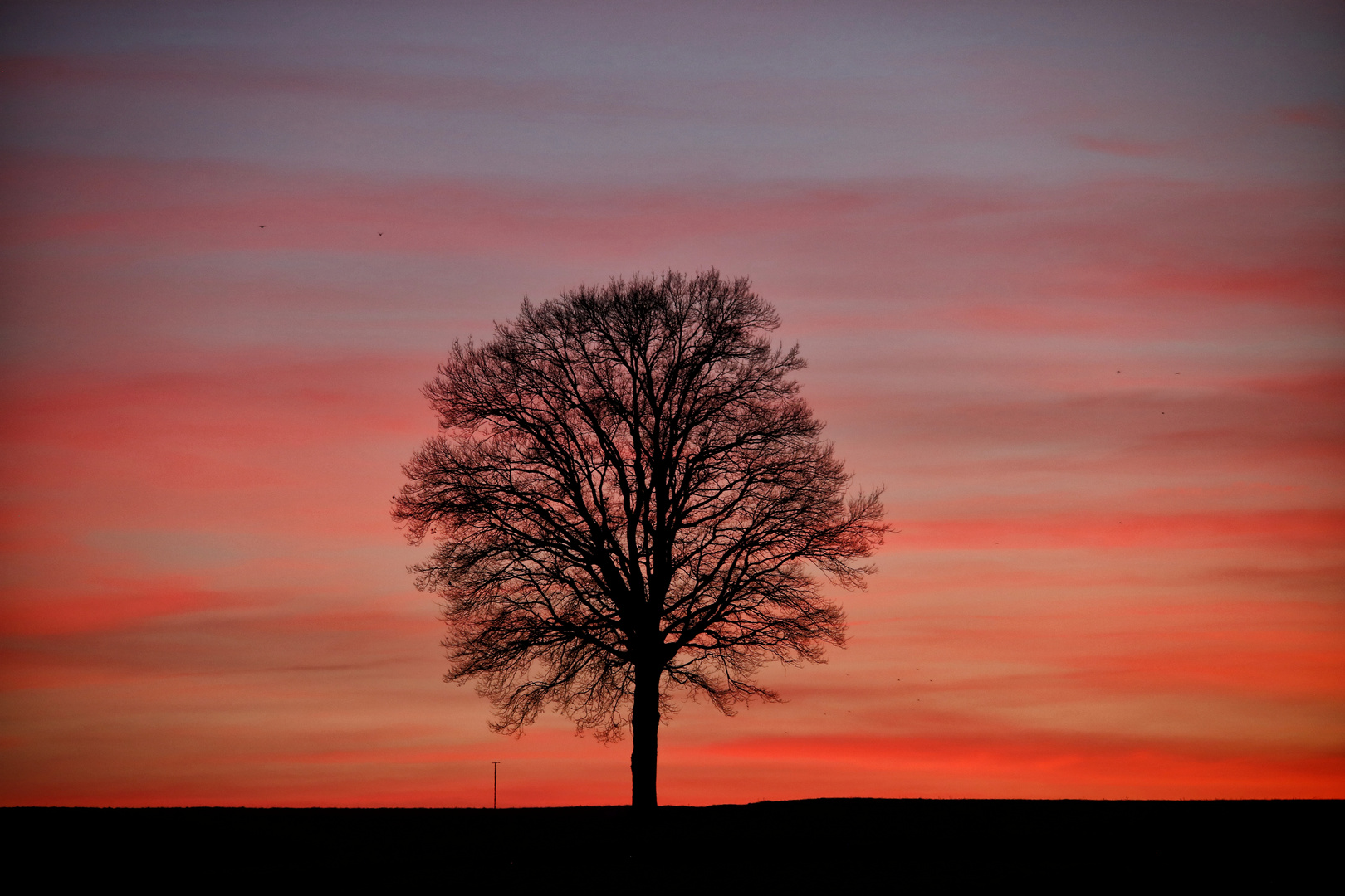 Die Eiche Foto & Bild fotos, sonnenuntergang, februar Bilder auf