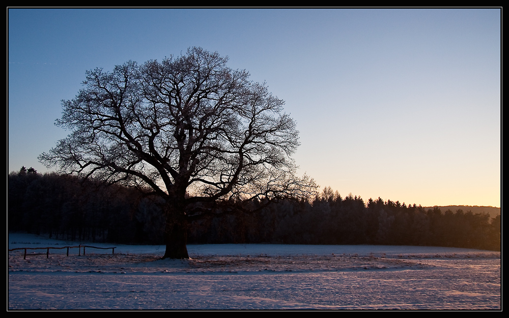 Die Eiche