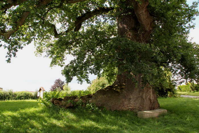 Die Eiche am Emmertshof