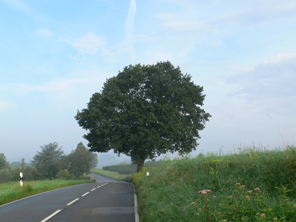 die Eiche am Schuirweg