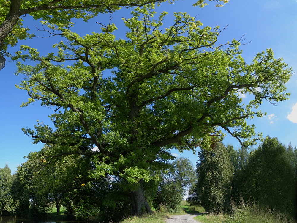 Die Eiche am See