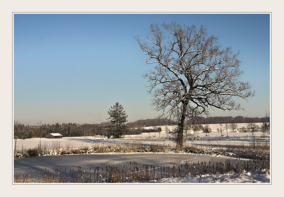 die Eiche am Weiher