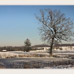 die Eiche am Weiher