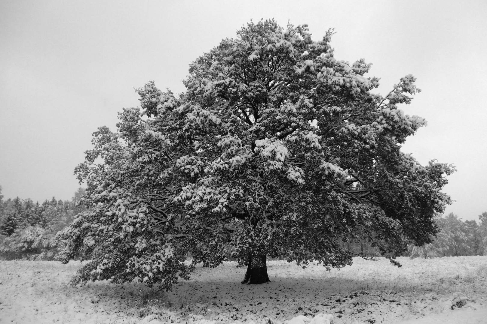 Die Eiche - Baum des Lebens