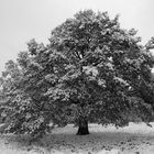 Die Eiche - Baum des Lebens