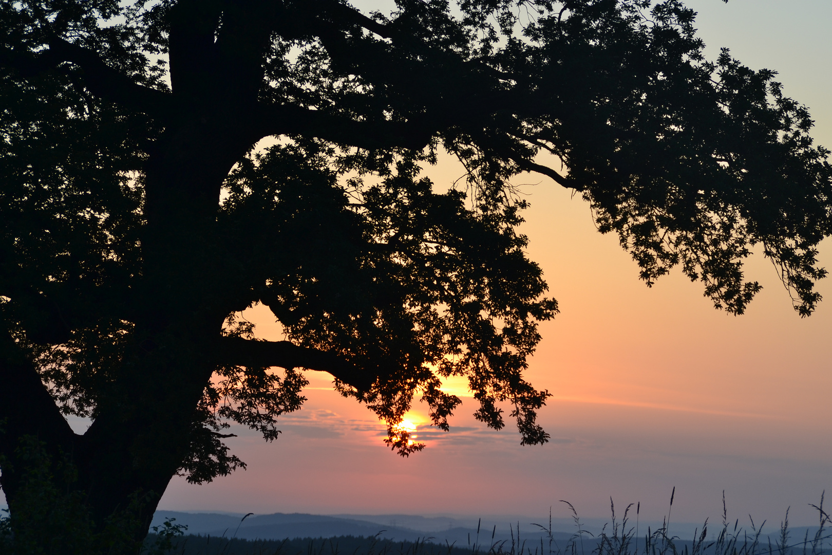 die Eiche, die Sonne und ich