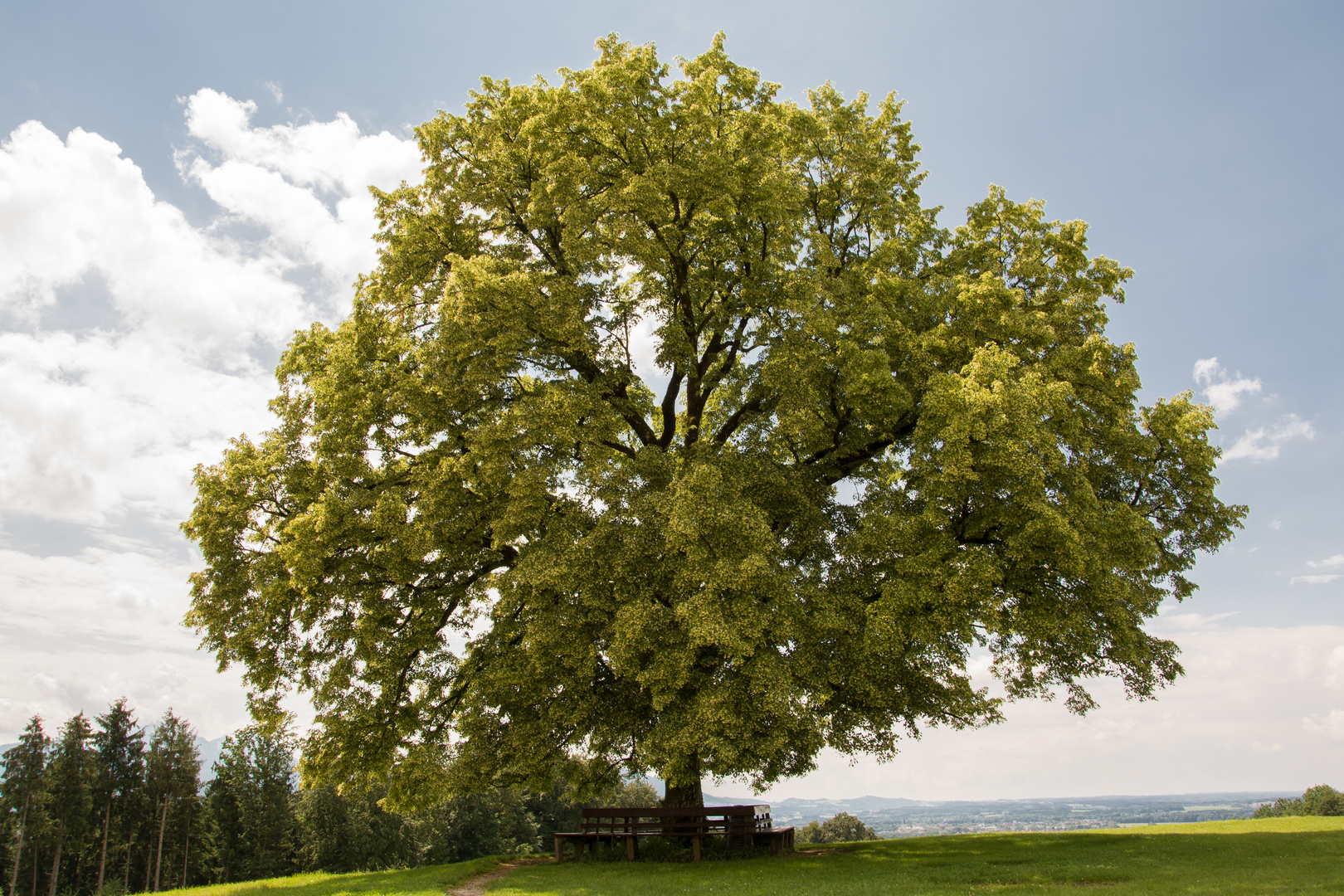 Die Eiche Foto & Bild bäume, baum, grün Bilder auf