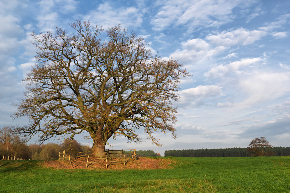 Die Eiche