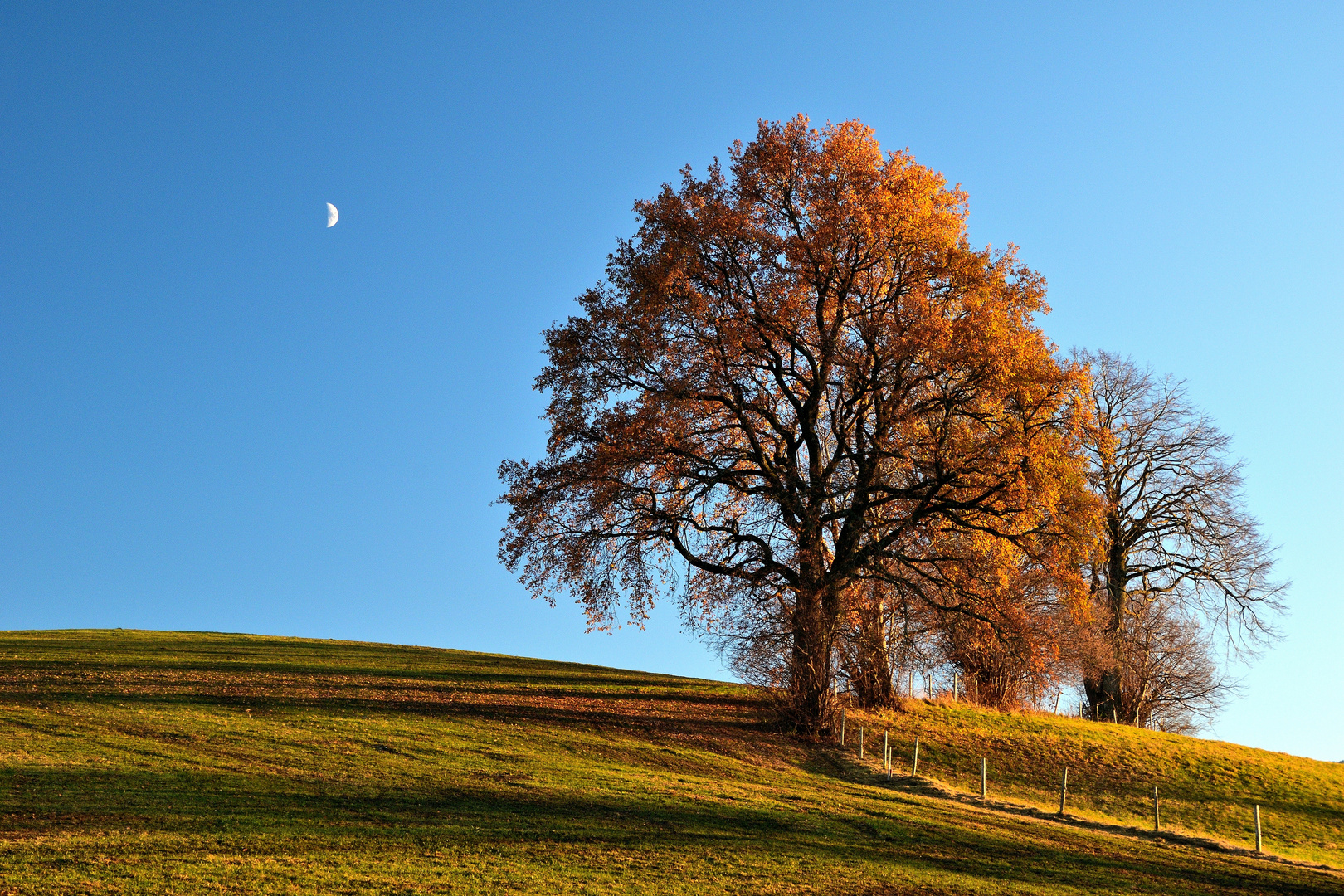 Die Eiche im Abendlicht