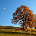 Die Eiche im Abendlicht